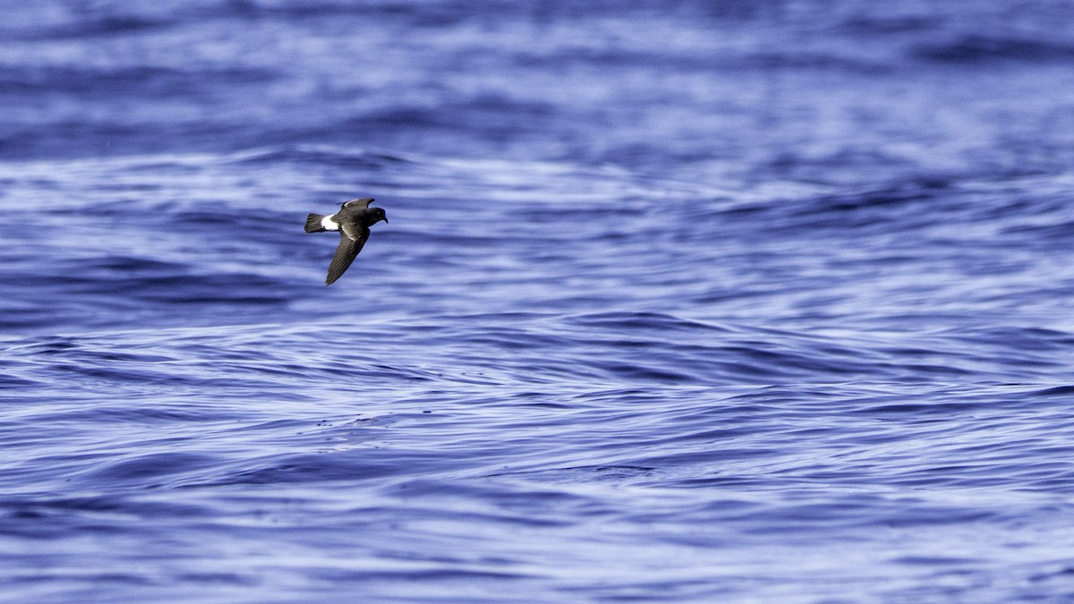 Océanite tempête - ML644613792
