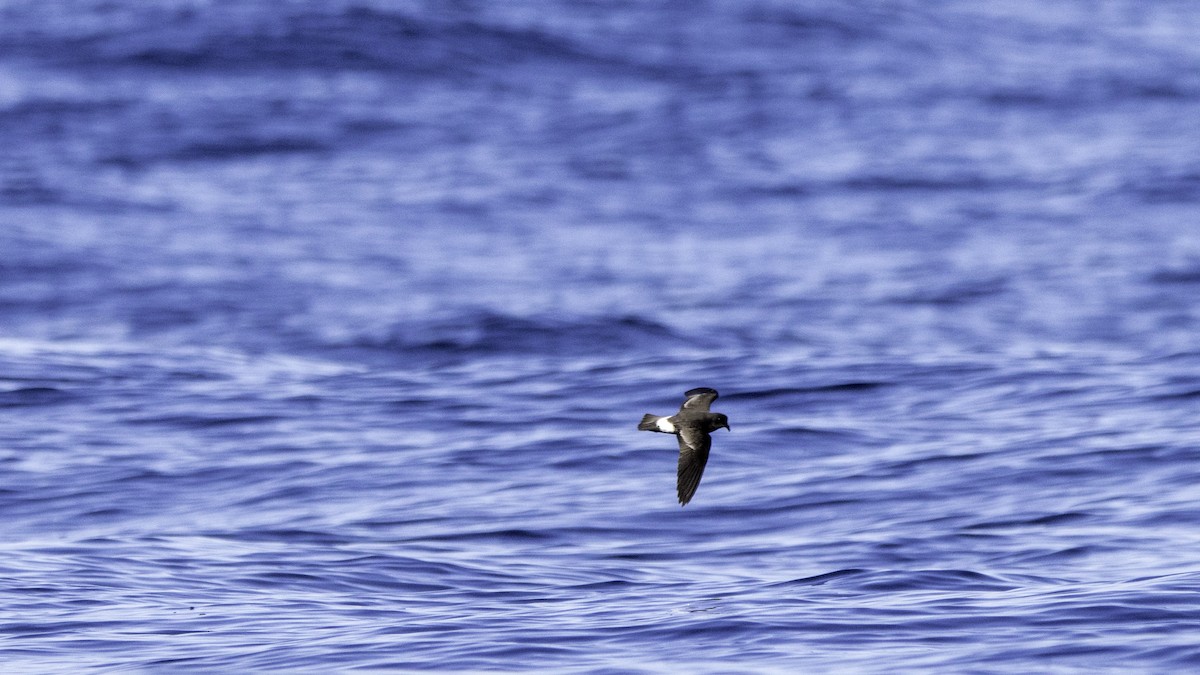 Océanite tempête - ML644613793