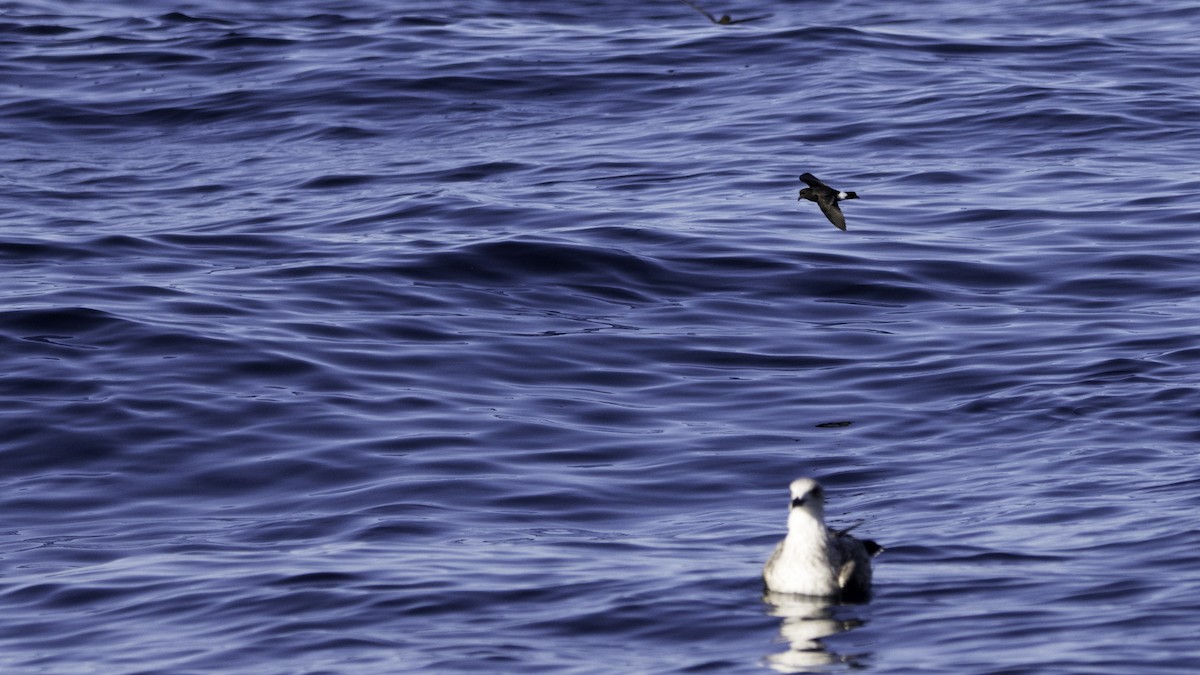 Océanite tempête - ML644613796