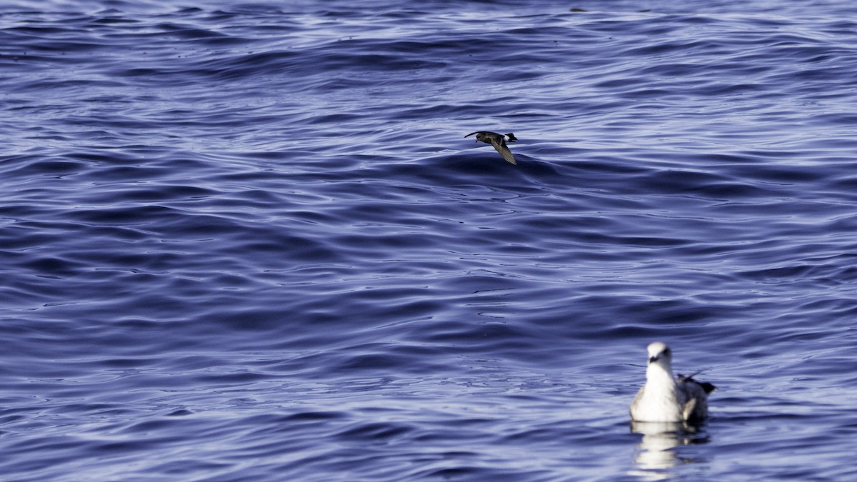 Océanite tempête - ML644613797