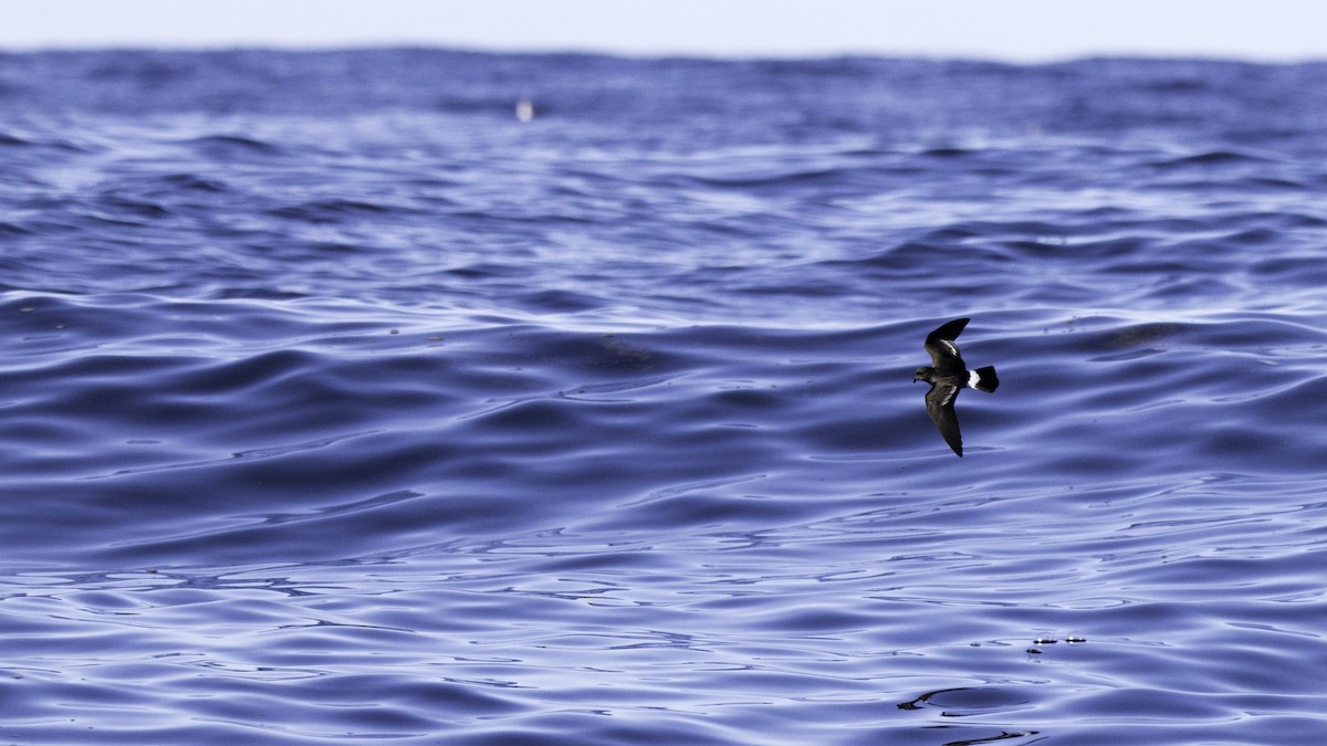 Océanite tempête - ML644613799