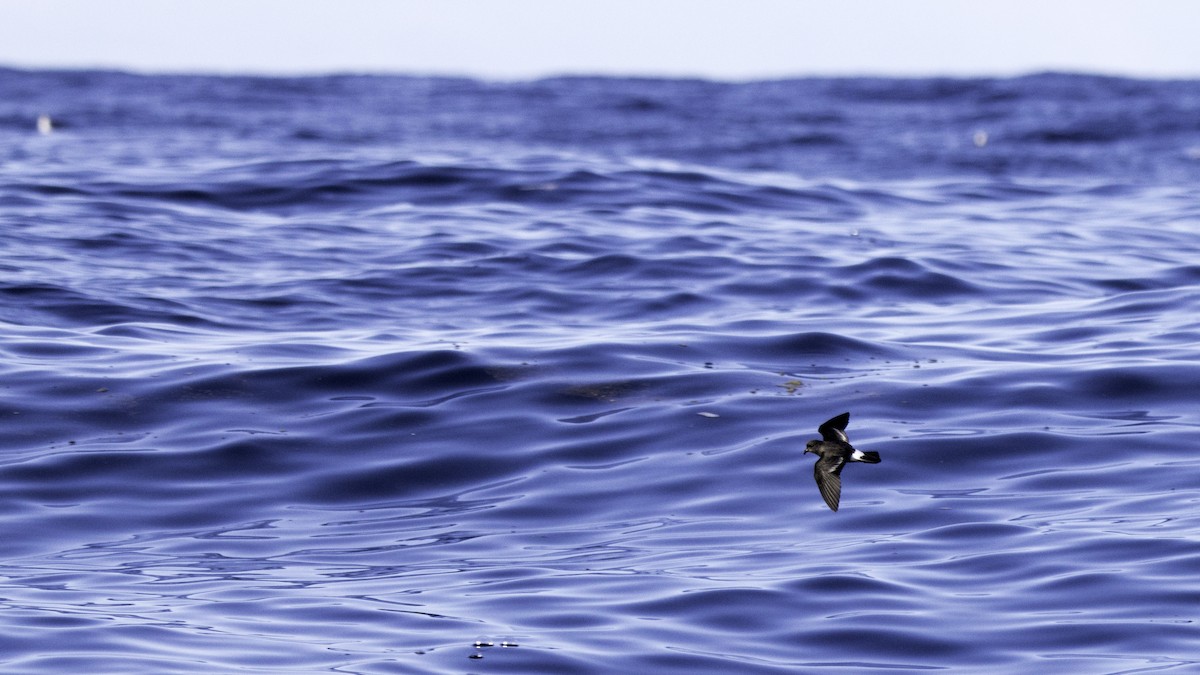 Océanite tempête - ML644613800