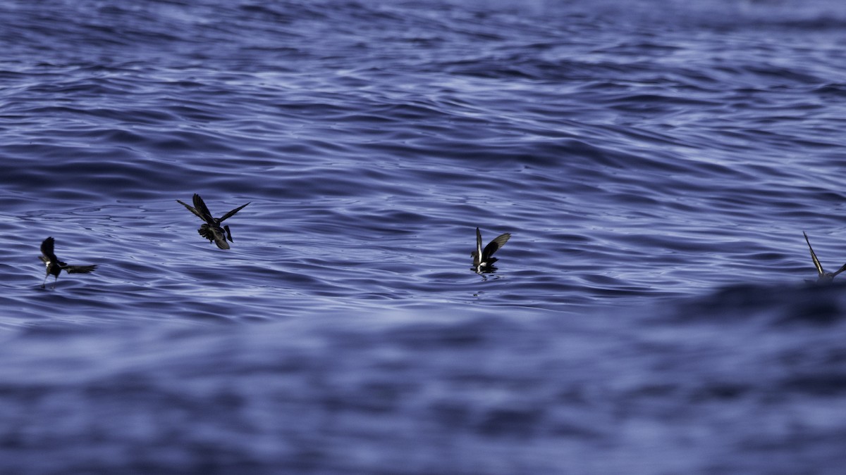 Océanite tempête - ML644613801