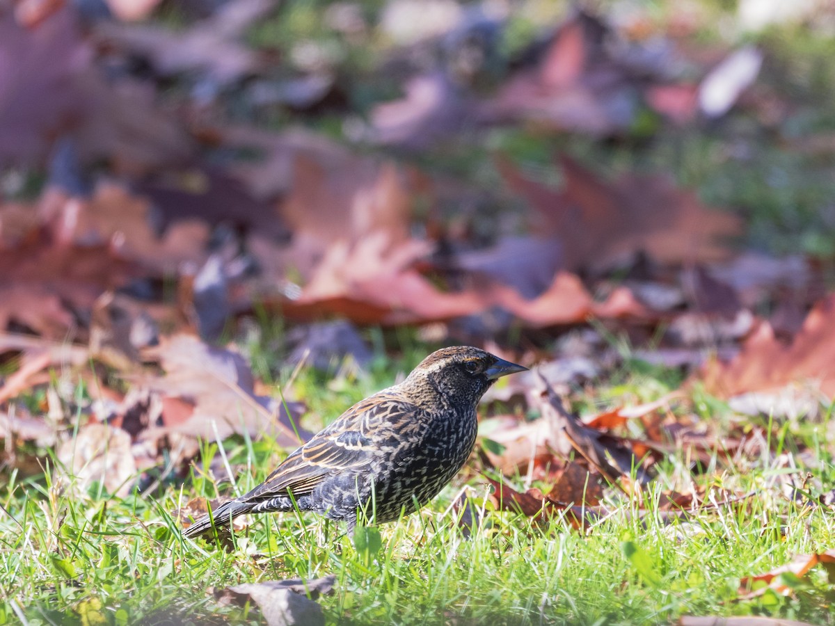 Red-winged Blackbird - ML644613802