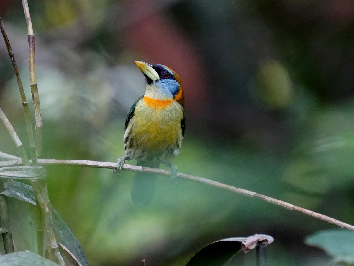Red-headed Barbet - ML644613804