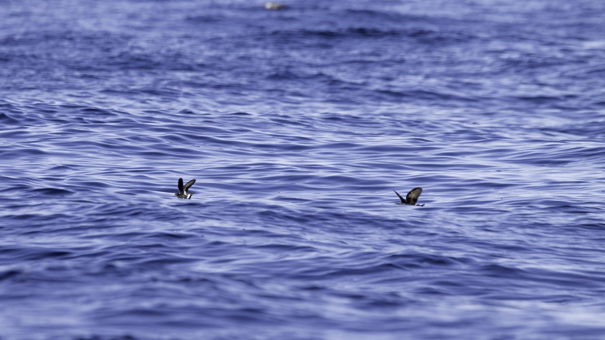 Océanite tempête - ML644613805