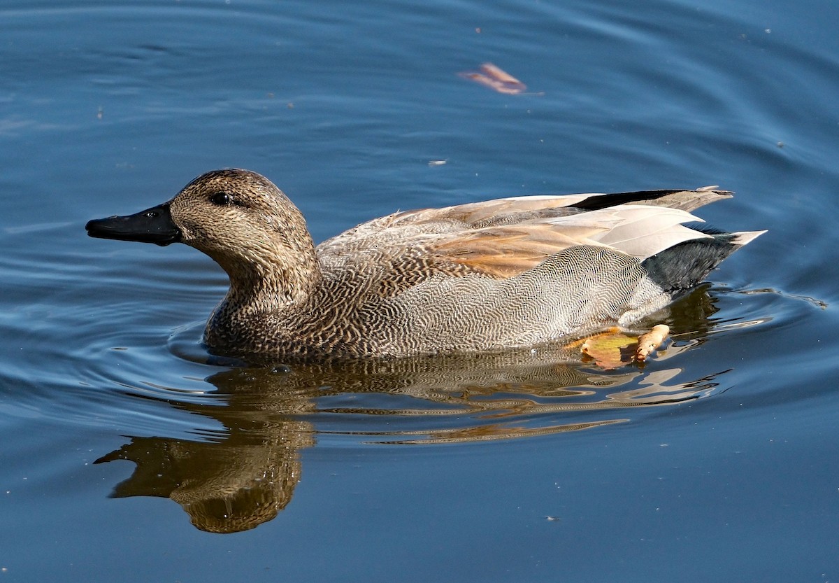 Gadwall - ML644613806