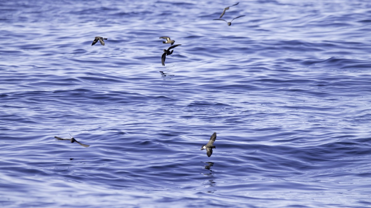 Océanite tempête - ML644613807