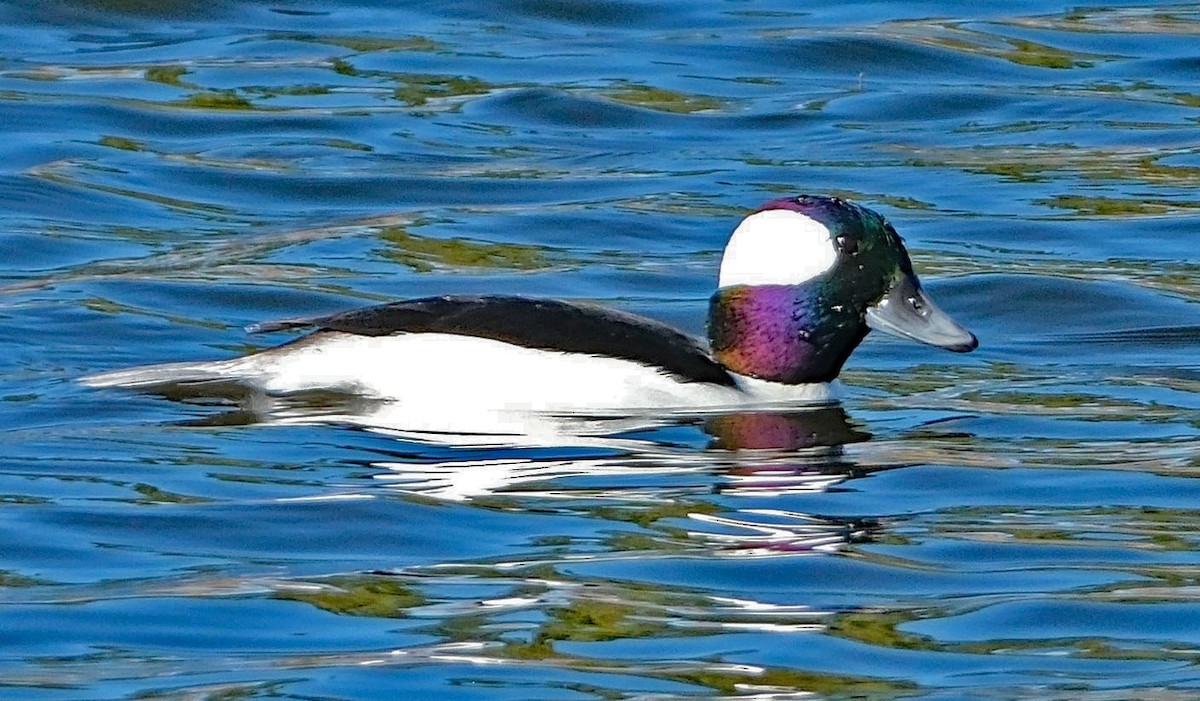 Bufflehead - ML644613814
