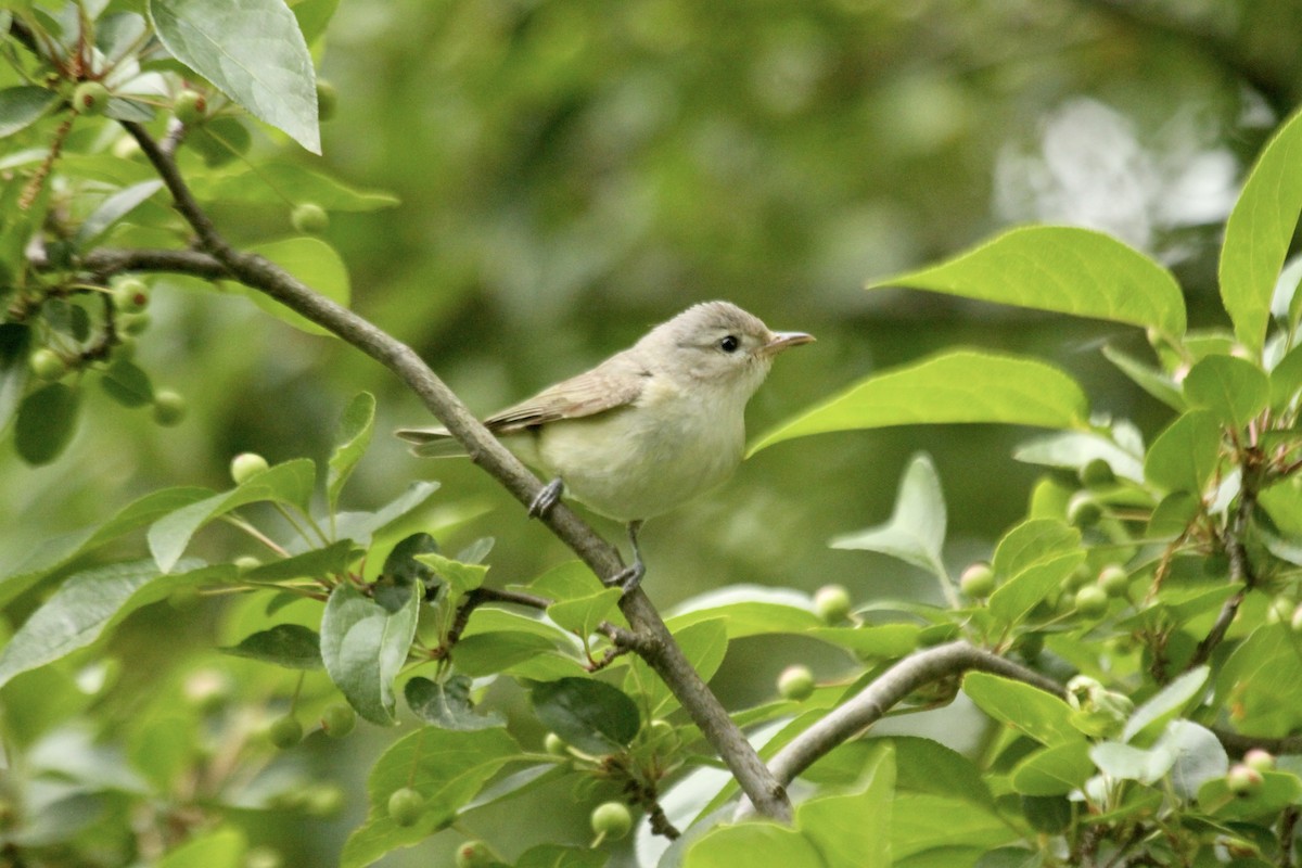 Bireo kantaria - ML644613816