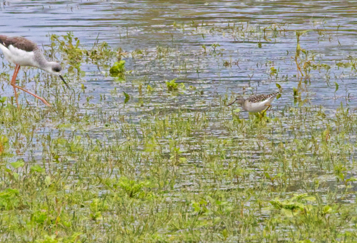 Wood Sandpiper - ML644613818