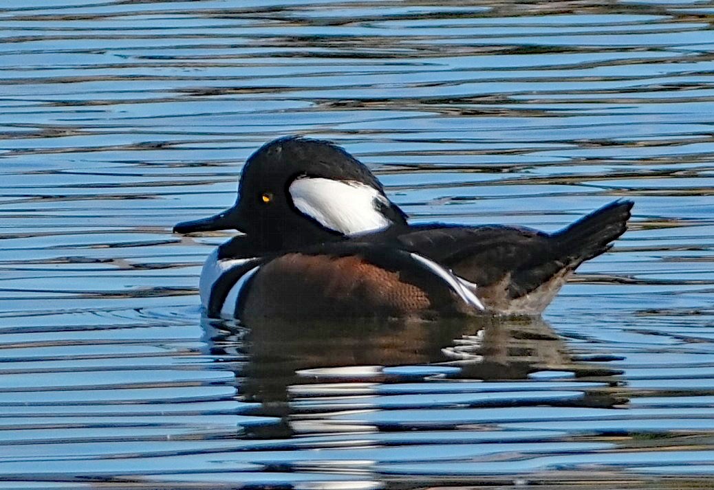 Hooded Merganser - ML644613819