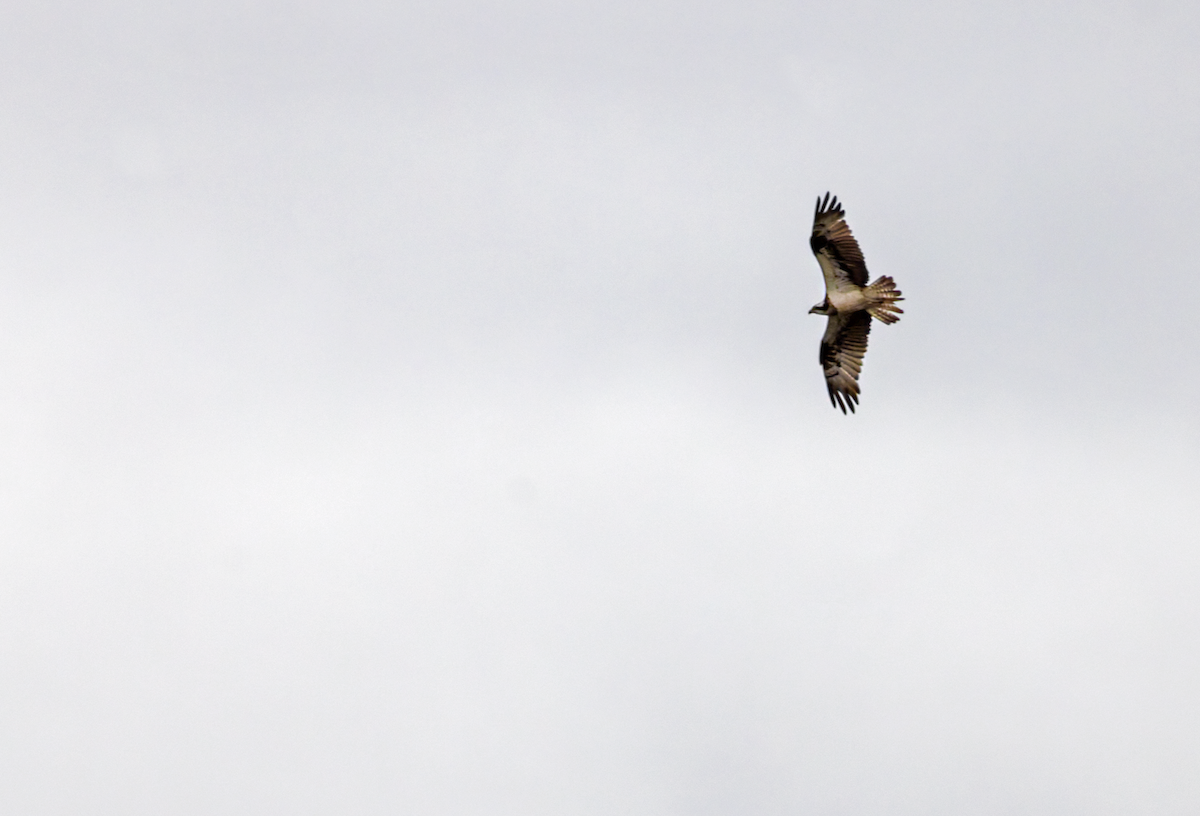 Osprey - ML644613821