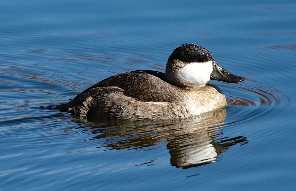 Ruddy Duck - ML644613823