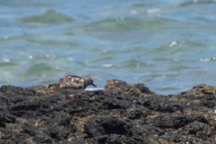 Harri-iraulari arrunta - ML644613824