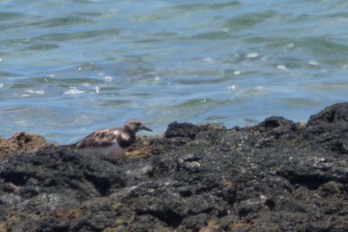 Harri-iraulari arrunta - ML644613825