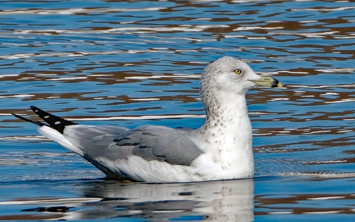Ring-billed Gull - ML644613828