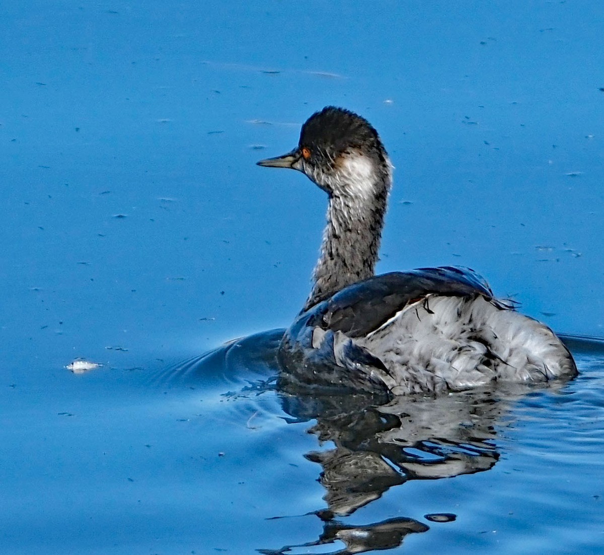 Eared Grebe - ML644613837