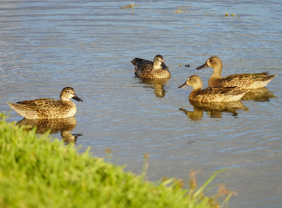 Blauflügelente - ML644613840