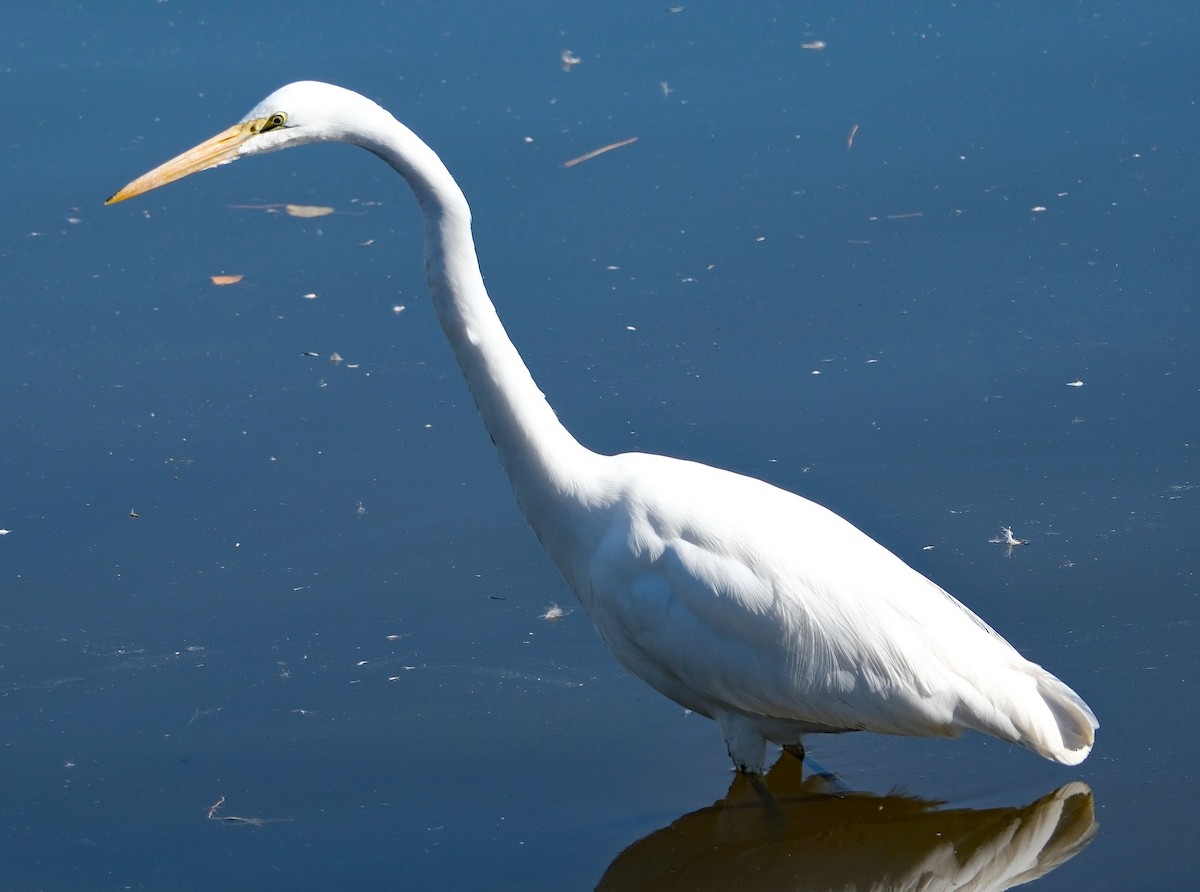 Great Egret - ML644613846