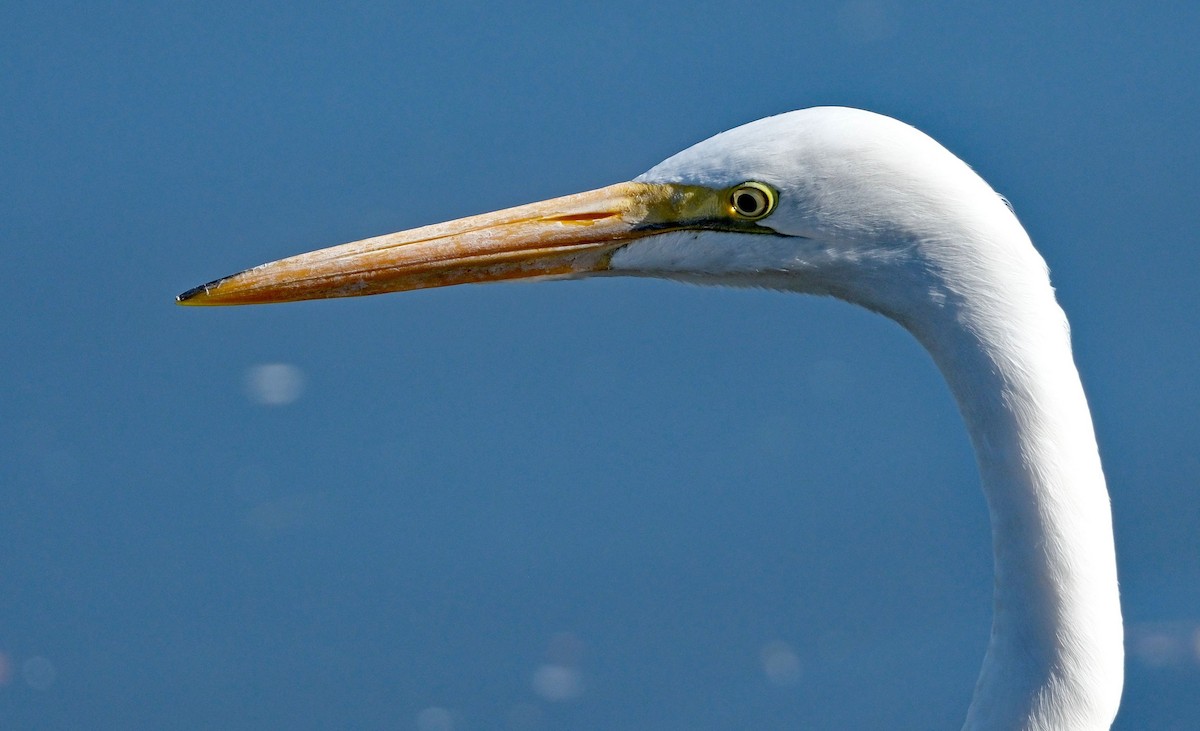 Great Egret - ML644613847
