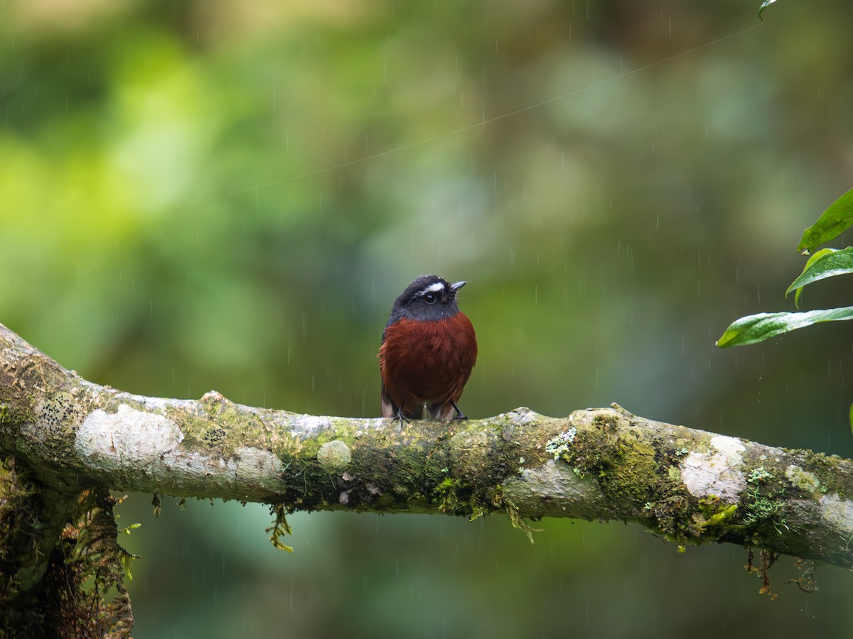 Chestnut-bellied Chat-Tyrant - ML644613854