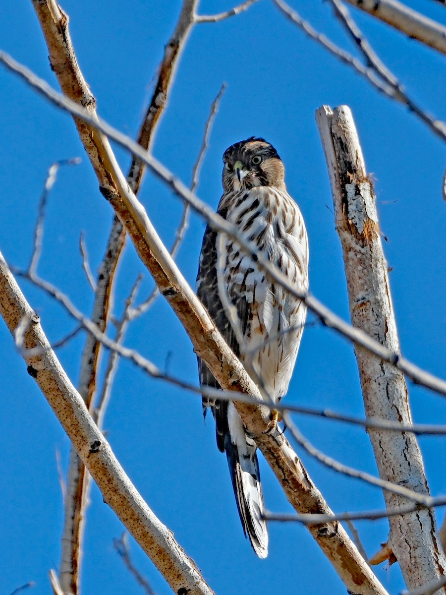 Cooper's Hawk - ML644613858