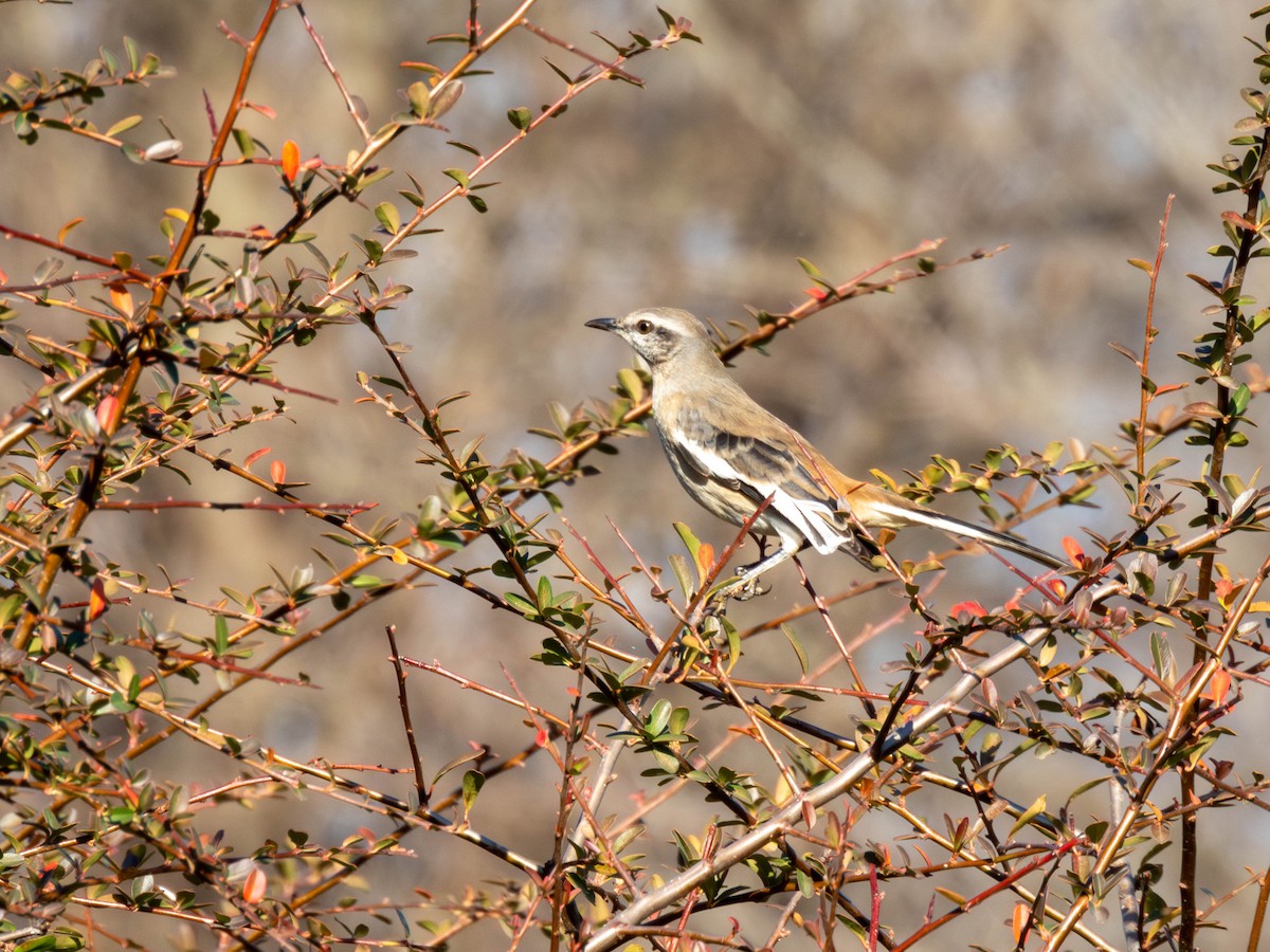 White-banded Mockingbird - ML644613869
