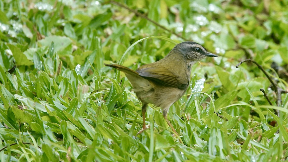 Paruline des rives - ML644613879