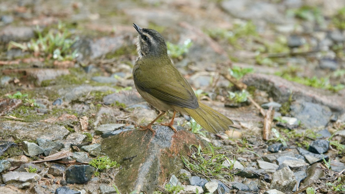 Paruline des rives - ML644613883