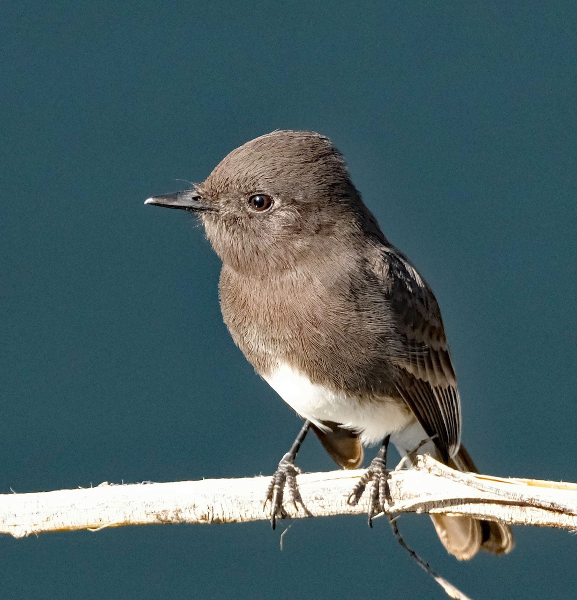 Black Phoebe - ML644613885