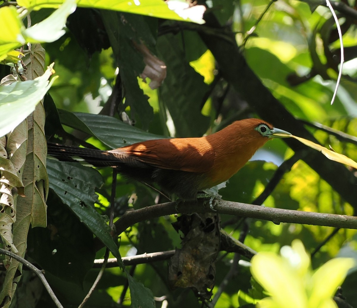 Raffles's Malkoha - ML644613890