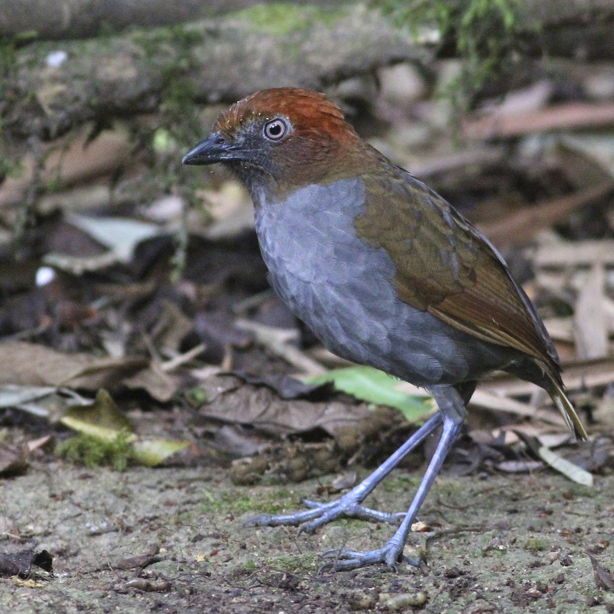 Rostnacken-Ameisenpitta - ML644613908