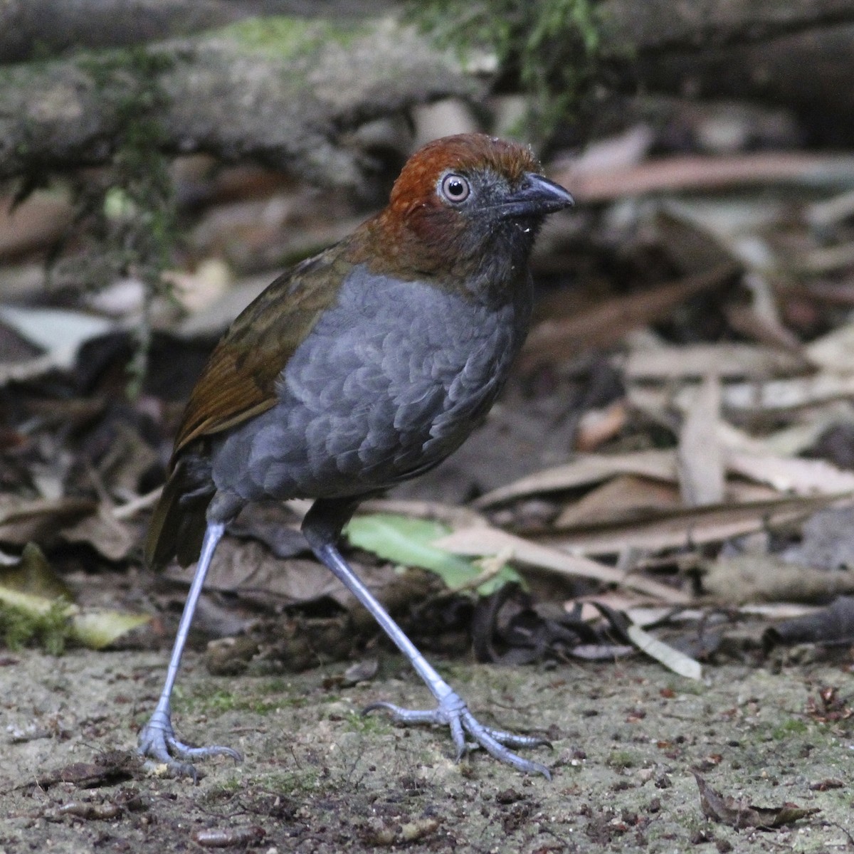 Rostnacken-Ameisenpitta - ML644613909