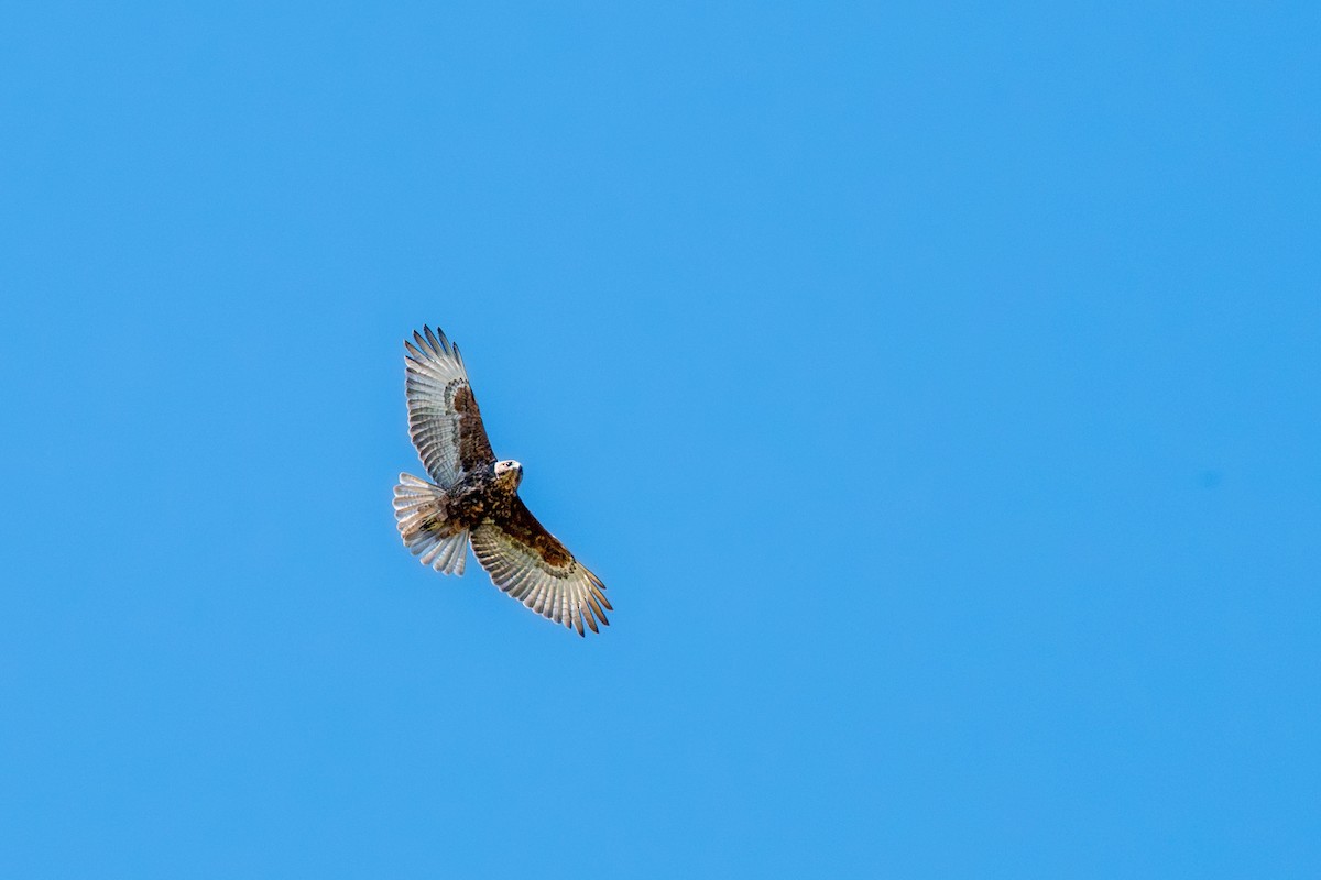 Hawaiian Hawk - ML644613927