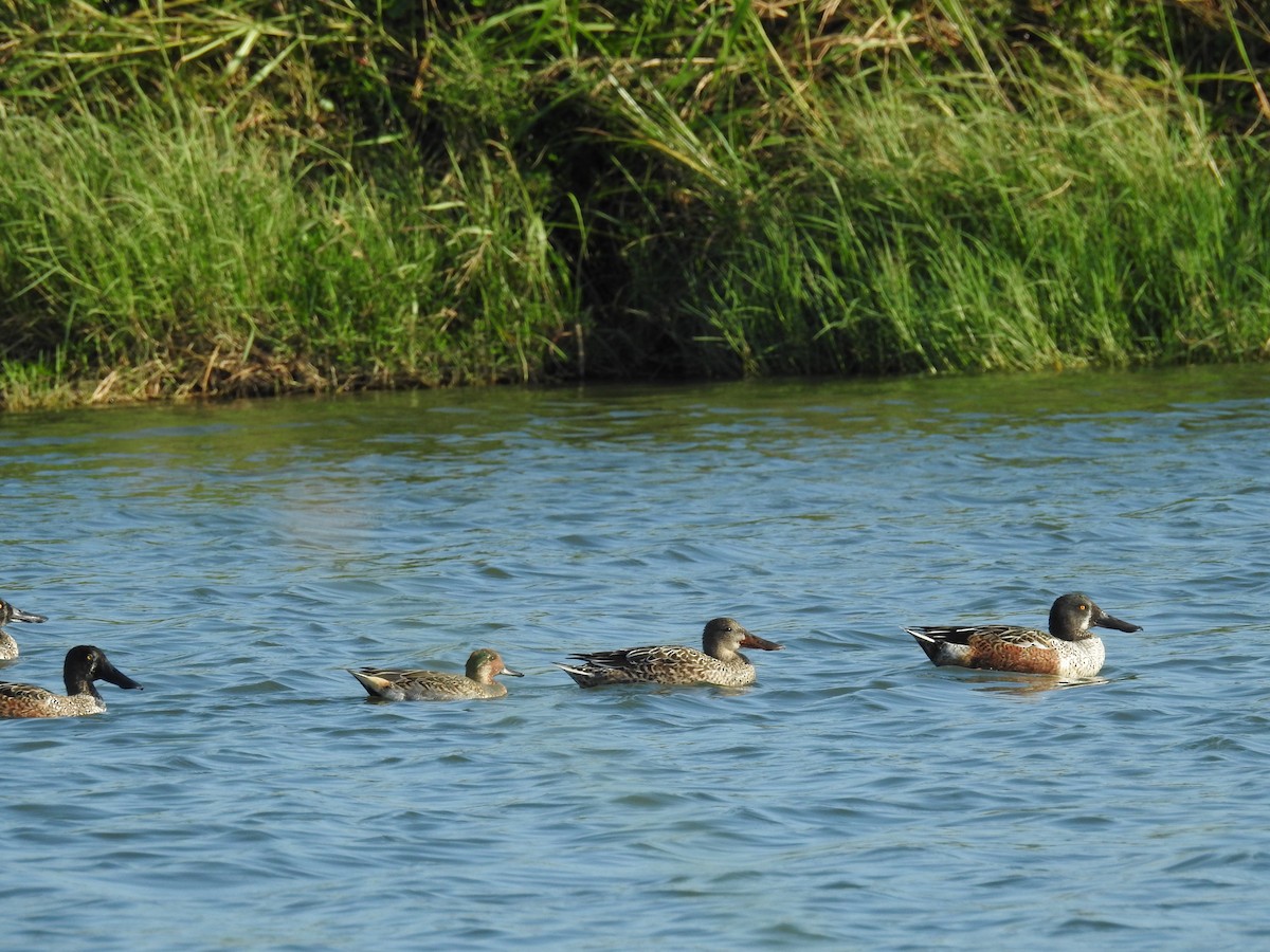 krikkand - ML644613951