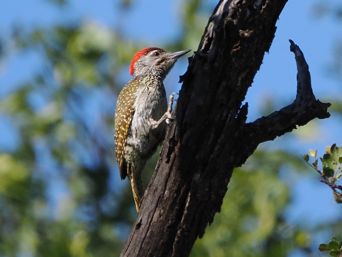 Goldschwanzspecht - ML644613952