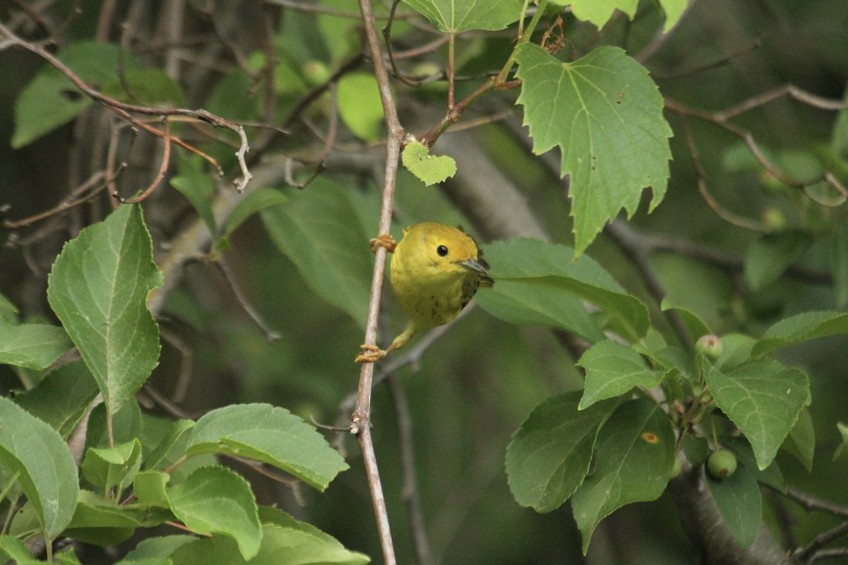 Northern Yellow Warbler - ML644613956