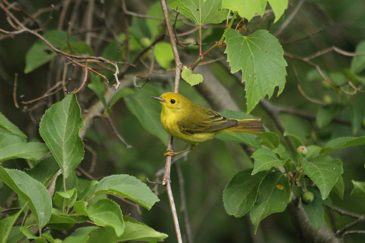 Northern Yellow Warbler - ML644613960
