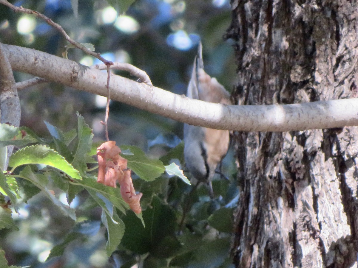 Eurasian Nuthatch - ML644613966