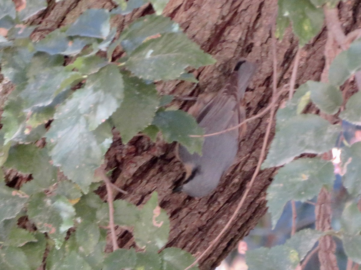 Picchio muratore - ML644613967