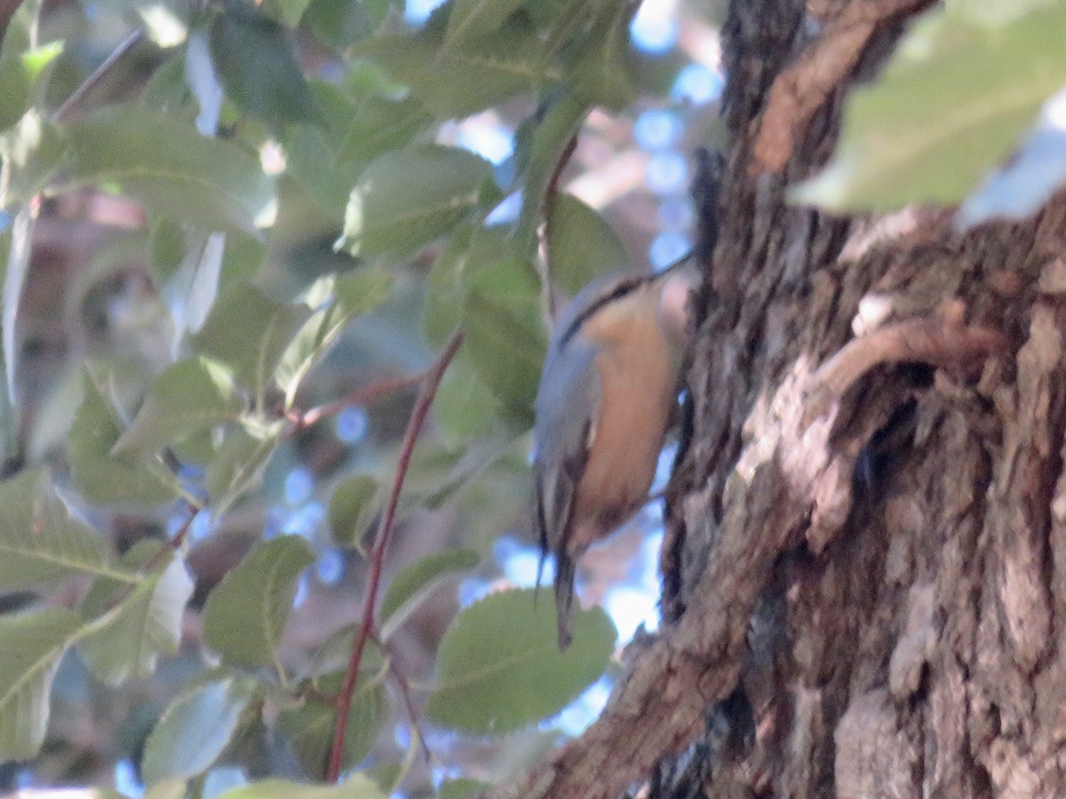 Picchio muratore - ML644613968