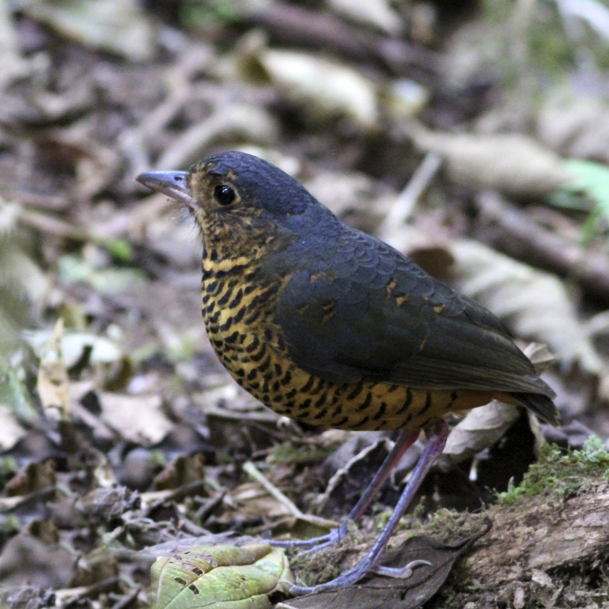 skjellmaurpitta - ML644613972