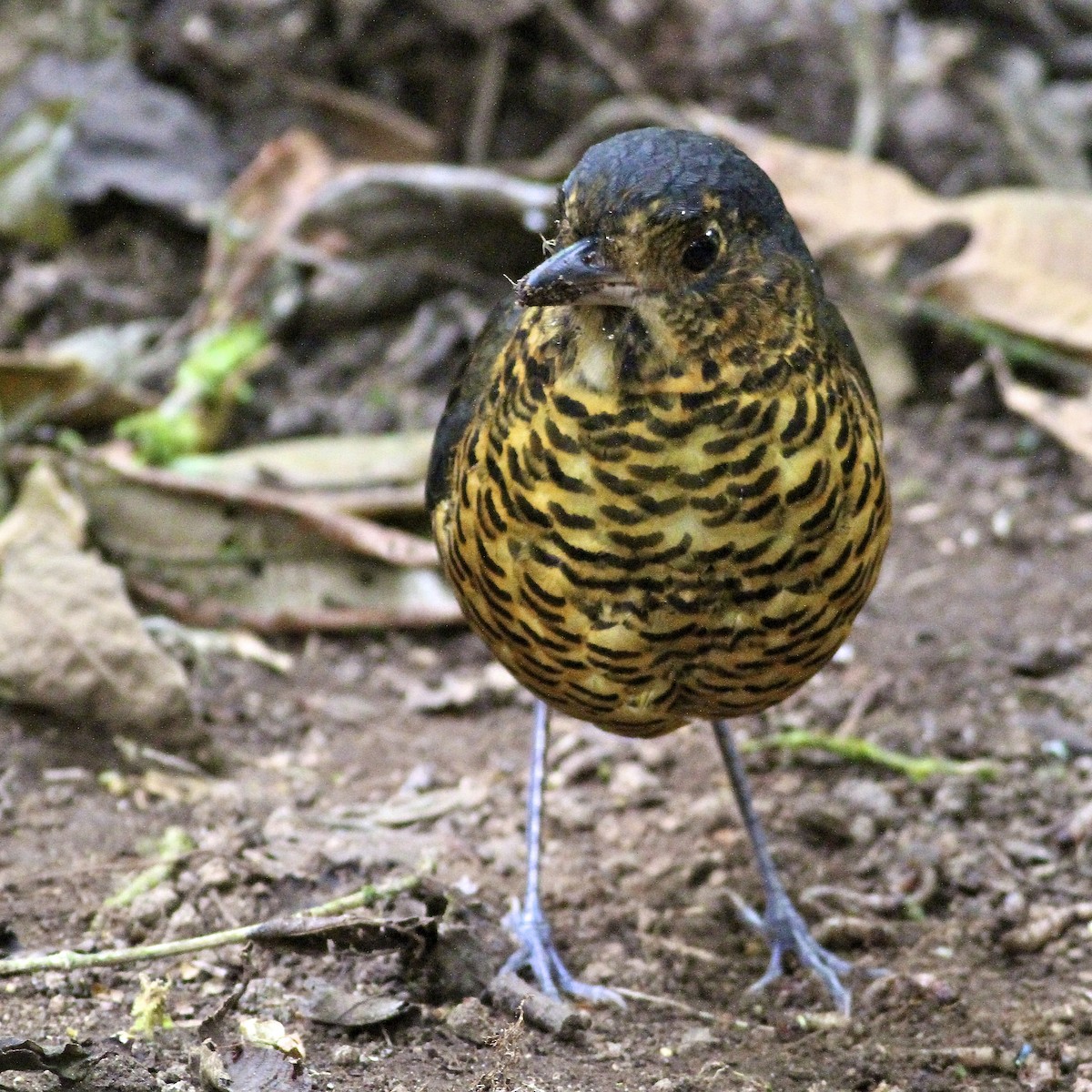 skjellmaurpitta - ML644613973