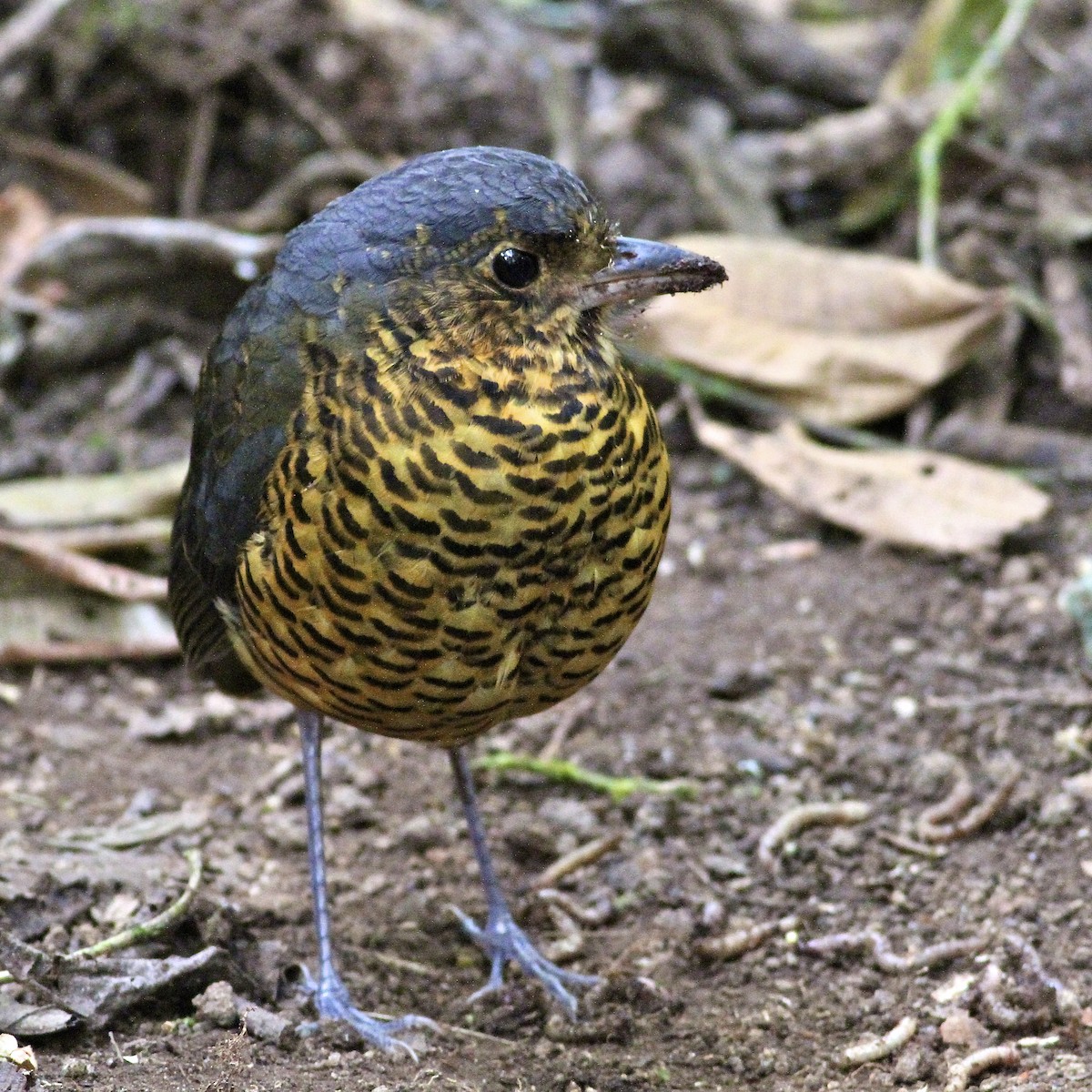 skjellmaurpitta - ML644613974