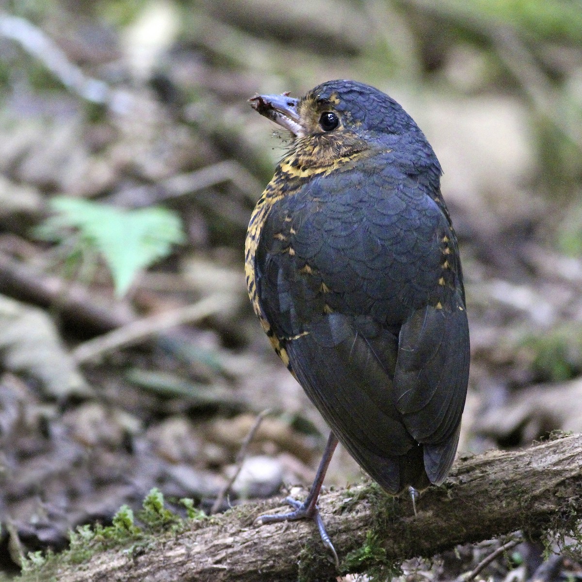 skjellmaurpitta - ML644613975