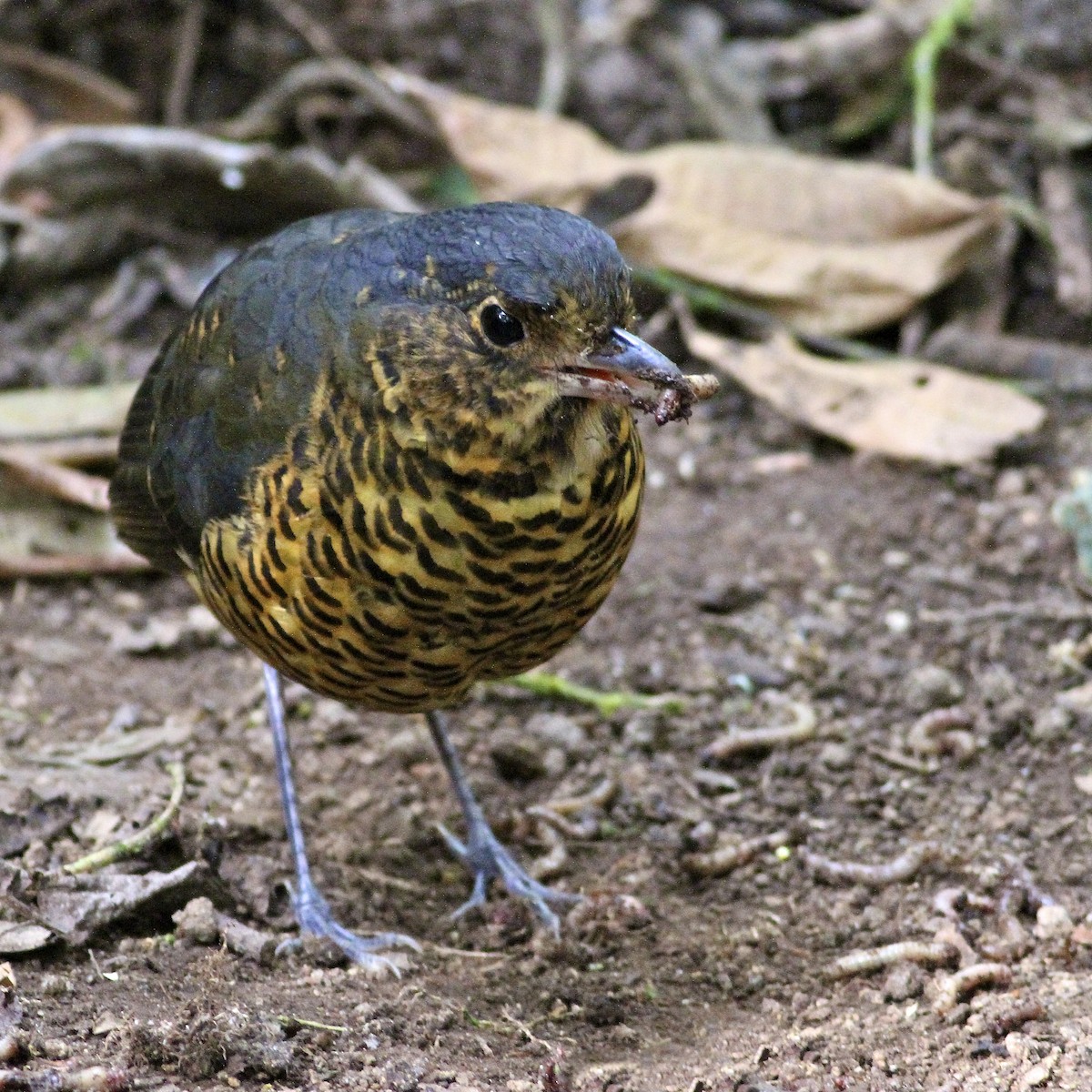 skjellmaurpitta - ML644613976