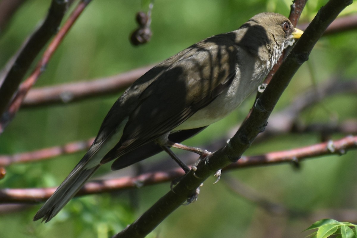 Creamy-bellied Thrush - ML644613979