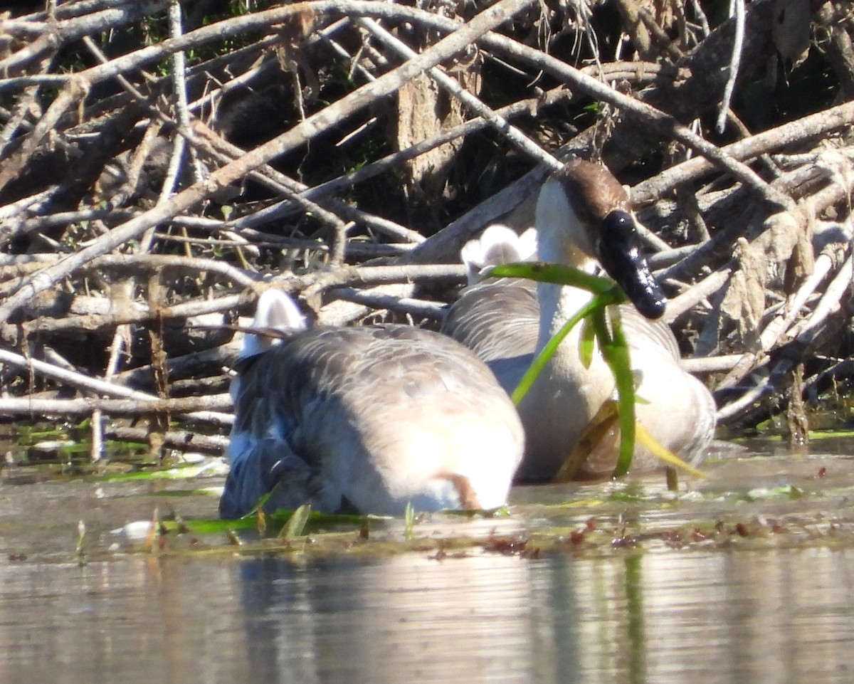 鴻雁(馴化) - ML644613981