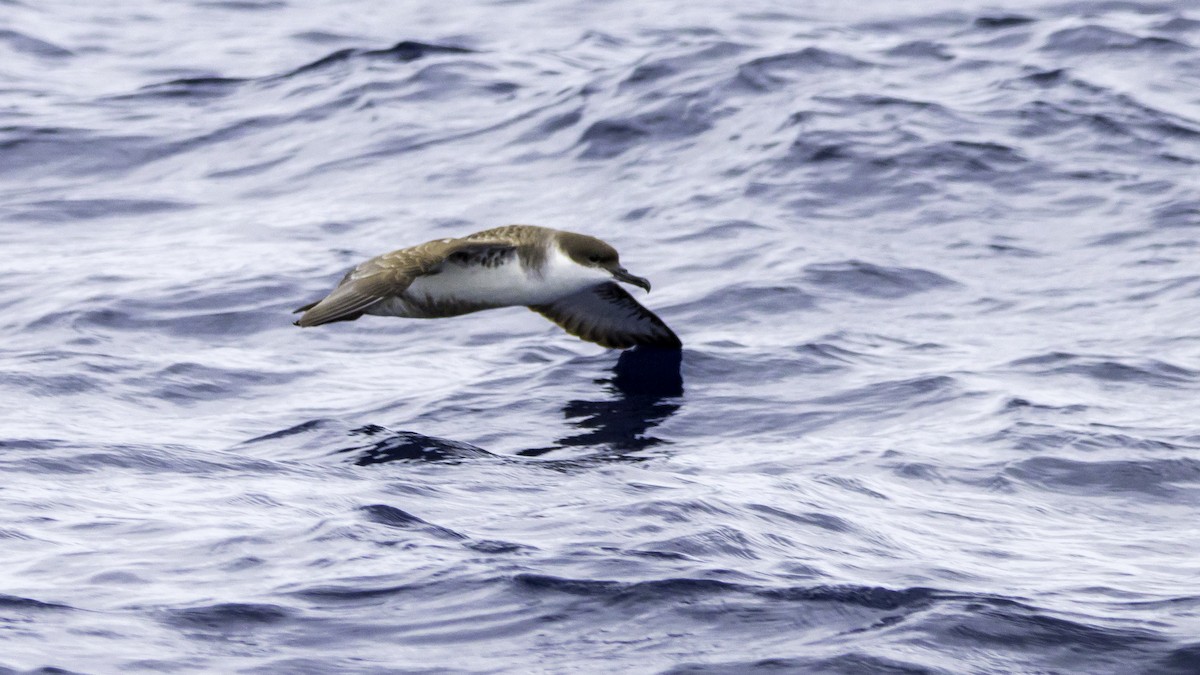 Berta dell'Atlantico - ML644613985